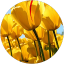 riyasat khan profile picture